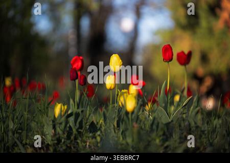 Bunte Frühlingsblumen blühen im Garten, traumhafte Atmosphäre. Nahaufnahme von Frühlingstulpen in einem grünen Feld mit sanfter Sonnenuntergangsbeleuchtung. Stockfoto
