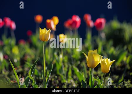Gelbe Tulpen, die in der Sonne vor einem dunkelblauen Hintergrund leuchten. Leuchtend gelbe und rote Tulpen blühen in einem Park, malerische Blumenlandschaft. Stockfoto