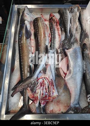 Fisch verschiedener Arten und Sorten auf der Theke zum Verkauf Stockfoto