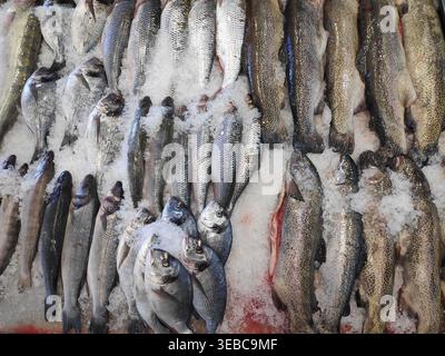 Fisch verschiedener Arten und Sorten auf der Theke zum Verkauf Stockfoto