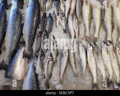 Fisch verschiedener Arten und Sorten auf der Theke zum Verkauf Stockfoto