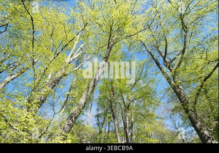 Der helle Sonnenschein des Frühlings lässt das neue Blattwachstum an Buchen in leuchtender Farbe erscheinen, Worcestershire, England. Stockfoto