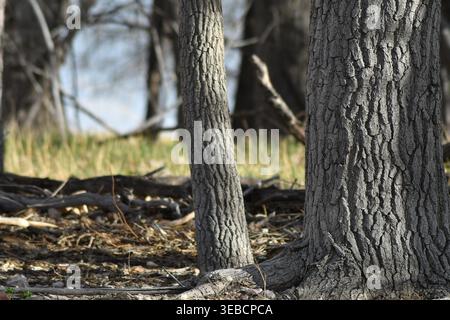 Nahaufnahme der Rinde auf diesen Bäumen in einem wunderschönen Teil dieser ländlichen Gegend in Glendo, Wyoming. Der Frühling beginnt früh mit grünem Gras. Stockfoto