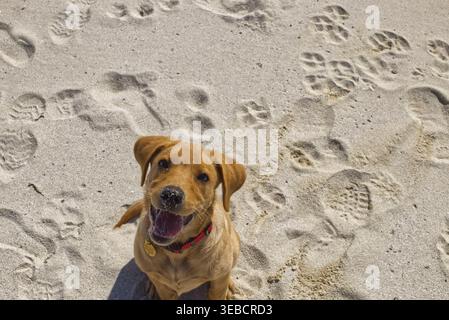 Fox Red Labrador Hündchen lächelt Stockfoto