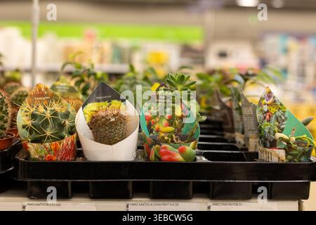 Eine Mischung aus Kaktusin im Auchan Supermarkt. Verschiedene Kaktusarten in Töpfen Stockfoto