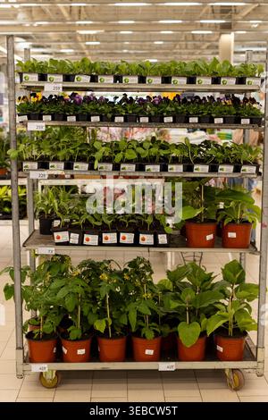 Russland, Moskau, 31. März 2026 - ein Rack mit Gurkensämlingen, Tomaten in Töpfen Stockfoto