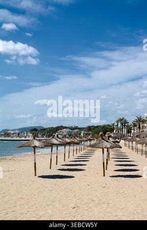 Reihen traditioneller Strohschirme säumen den goldenen Sand des Strandes Port de Pollenca auf Mallorca, Spanien mit Küstengebäuden und Palmen unter einem br Stockfoto