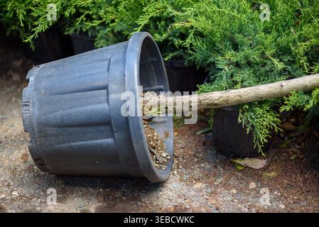 Plastiktopf für Kinderzimmer kippte auf Boden neben dichtem immergrünem Sträucher und zeigt einen gebrochenen oder entwurzelten kleinen Baumstamm im Garten. Stockfoto