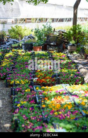 Gartenanlage im Freien mit Reihen von bunten blühenden Pflanzen in schwarzen Kisten, sonnendurchflutete Gartenumgebung mit Gewächshaus im Hintergrund, Frühlingseinzelhandel d Stockfoto