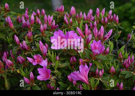 Azalea-Blüten. Ericaceae immergrüner Sträucher. Diese Blumen, die die Frühsommerlandschaft schmücken, sind eine der bekanntesten Pflanzen Japans. Stockfoto