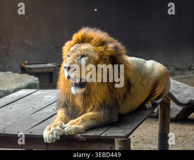 Mächtiger männlicher Löwe mit voller Mähne auf einer hölzernen Plattform in einem Zoogehege, wachsam und brüllend im Barranquilla Zoo, Kolumbien. Stockfoto