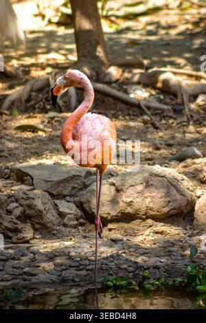 Rosafarbener Flamingo auf einem Bein in der Nähe eines felsigen Teichs mit verflecktem Sonnenlicht im Barranquilla Zoo, Kolumbien, ideal für Tiere, Natur und Vogelarten Stockfoto