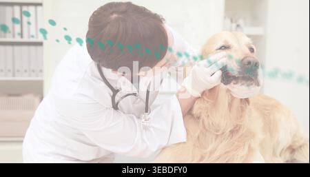 Der Tierarzt untersucht den goldenen Retriever-Mund auf dem Untersuchungstisch in der Klinik, trägt weißen Labormantel und Handschuhe Stockfoto