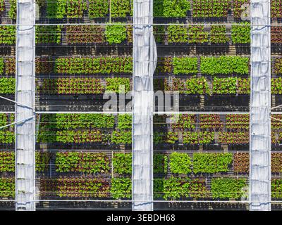Luftaufnahme der Hortensie-Blumen-Gärtnerei mit Reihen grüner Topfpflanzen und weißen Schutzhüllen in Taiwan. Stockfoto