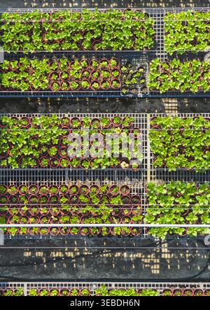 Aus der Vogelperspektive der Hydrangea Flowers Baumschule mit organisierten Reihen grüner Setzlinge in roten Töpfen auf Metallgittertischen Taiwan. Stockfoto