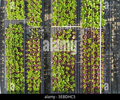 Aus der Vogelperspektive der Hydrangea Flowers Gärtnerei mit Reihen junger grüner Pflanzen in Töpfen auf Metallregalen unter hellem Sonnenlicht in Taiwan. Stockfoto