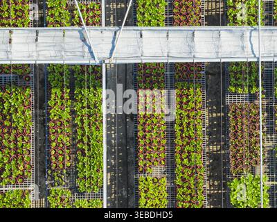 Luftaufnahme der Baumschule Hydrangea Flowers mit Reihen grüner Setzlinge in roten Töpfen unter Gewächshausstrukturen in Taiwan. Stockfoto