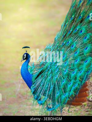 Schöner Pfauentanz aus nächster Nähe zeigt Pfau seine Federn im Yala-Nationalpark, Sri Lanka. Stockfoto