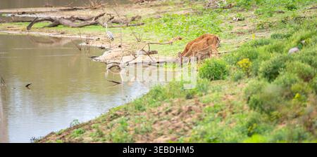 Zwei gefleckte Hirsche trinken Wasser am Rand eines Wasserlochs. Stockfoto