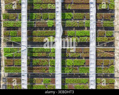 Luftaufnahme der Baumschule Hydrangea Flowers mit Reihen von Topfpflanzen unter einem weißen strukturellen Gitter in Taiwan. Stockfoto