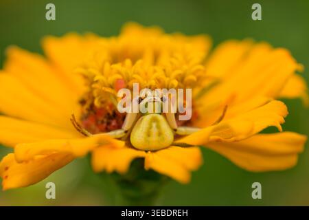 Whitebanded Crab Spider, getarnt auf einer orangen Zinnia Blume, wartet auf Beute Stockfoto