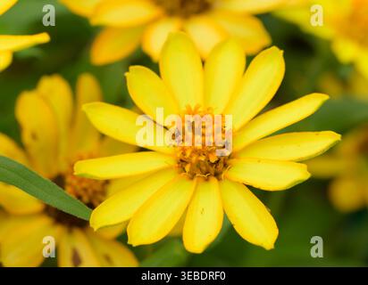 Nahaufnahme einer leuchtend gelben Miniatur-Zinnia im Sommergarten Stockfoto