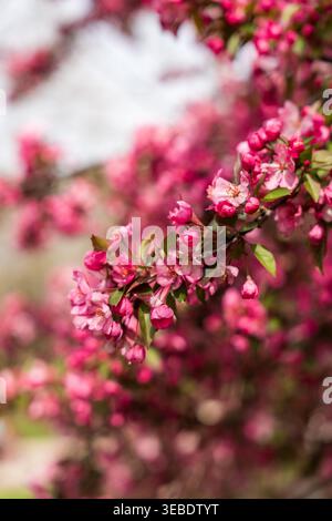 Vertikale Makroaufnahme blühender rosafarbener Kirschblüten, die die zarte Schönheit des Frühlings und die sanfte Eleganz blühender Sakura-Zweige einfangen Stockfoto