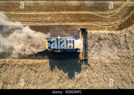 Draufsicht des Mähdreschers, der während der Erntesaison auf einem landwirtschaftlichen Feld Weizen schneidet Stockfoto