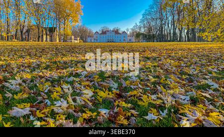 Blick vom Boden auf das Herrenhaus Rokiškis in Litauen im Herbst. Der Vordergrund ist mit gelbem und braunem Blatt bedeckt, das in Richtung Hist führt Stockfoto