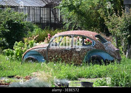 Der alte, rostige Volkswagen-Käfer ist auf einem verlassenen Oldtimer in den Boden gesunken Stockfoto