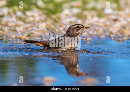 Junger männlicher Bluethroat, der in einer Pfütze baden kann Stockfoto