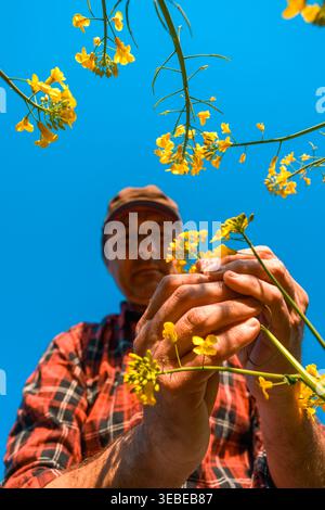 Ein Bauer in einem karierten Hemd und einer Kappe inspiziert hellgelbe Rapsblüten aus einem niedrigen Winkel vor einem klaren blauen Himmel und vermittelt so ländliches Leben und Pflanzenpflege. Se Stockfoto