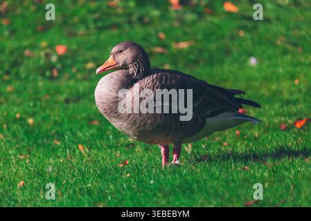 Graugans steht friedlich auf grünem Gras mit Herbstblättern. Wasservögel zeigen detailliertes Gefieder, während sie in dieser ruhigen Natur auf der Suche sind Stockfoto