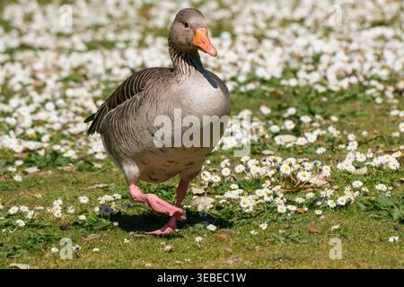 Graugans, Anser Anser an Land, graubraune Gans mit rosa Beinen und orangefarbenem Schnabel, schwer zwischen Geschlechtern zu unterscheiden Stockfoto