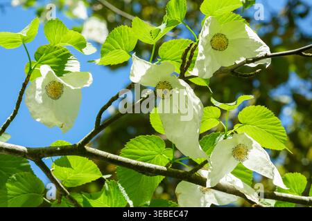 Davidia involucrata, Taubenbaum, Geisterbaum, Taschentuch Baum, Taschentuch Baum, sehr kleine runde Blüten, die in einem Paar cremeweiß gehalten werden, Stockfoto