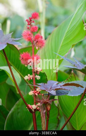Ricinus communis, Rizinusölpflanze, Rizinusbohne, glänzende Bronzeblätter, hellrot, kugelförmige, stachelige Samenkapseln Stockfoto