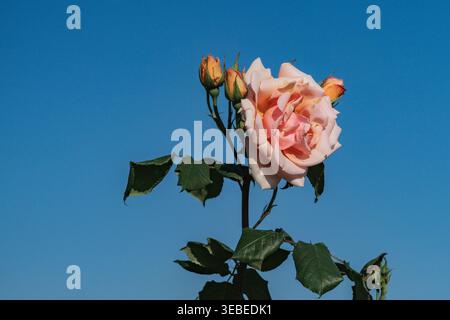 Rosafarbene Rosenblume blüht mit Blüten in den Boboli-Gärten, Florenz Italien Stockfoto