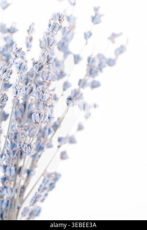 Makroseitenansicht eines dichten Bündels getrockneter Lavendelblüten auf weißem Hintergrund Stockfoto