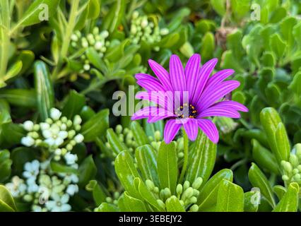 Leuchtende violette Gänseblümchenblüte inmitten üppig grüner Laubblätter-Makroaufnahme Stockfoto