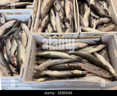 Frisch gefangener Fisch, gestapelt in Containern Fischmarkt Details Stockfoto