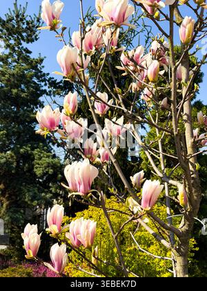Blühender Magnolienbaum mit rosa und weißen Blüten, der die Schönheit des Frühlings zeigt. Leuchtende Blüten heben sich vom klaren blauen Himmel ab und sorgen für eine friedliche Atmosphäre Stockfoto