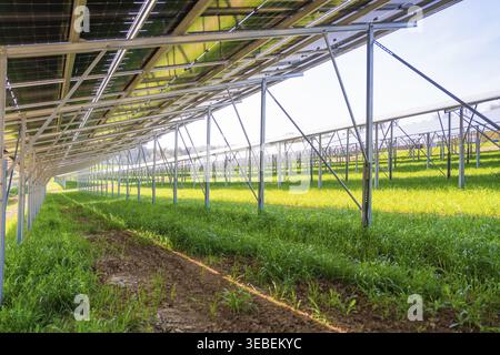 Blick unter Solarpaneelen auf einem grünen Sonnenfeld, Agri PV Bau, Deutschland Stockfoto