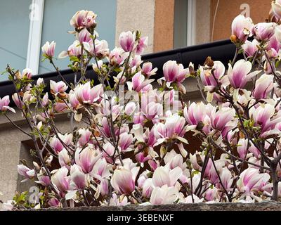Blassrosa Untertasse Magnolienblüten dicht neben einem Balkon im Frühjahr. Urbane Natur, Zierpflanzen, florale Textur und Meer Stockfoto
