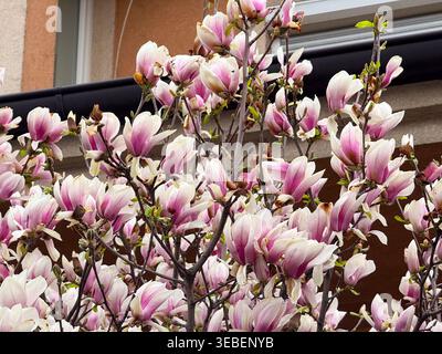 Rosa-weiße Unterteller Magnolienblüten blühen im Frühjahr in der Nähe eines Wohnhauses. Urbane Natur, saisonale Erneuerung, Ziergärten und Blumen Stockfoto