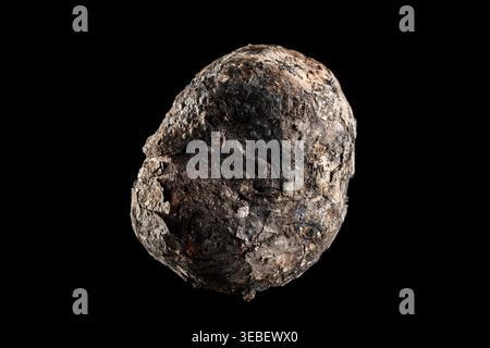 Ganze gebratene Kartoffel mit verkohlter Haut auf schwarzem Hintergrund. Ganze Kartoffel in Kohlen gebacken, mit dunkler Risshaut und Aschenhaut. Professionelle Makroaufnahme Stockfoto