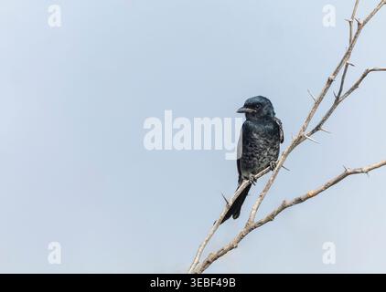 Black Drongo (Dicrurus macrocercus) in Indien. Stockfoto