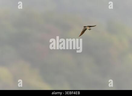 Erwachsene asiatische Drahtschwalbe, Hirundo smithii filifera, in Indien. Stockfoto