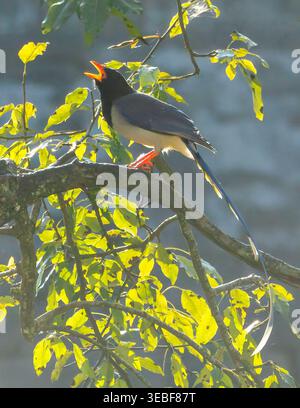 Rotschnabelblaue Elster (Urocissa erythroryncha) in Nordindien. Stockfoto
