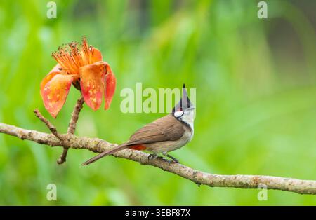 Bulbul (Pycnonotus jocosus) in Südchina. Stockfoto