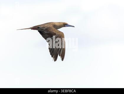 Dunkler Morph Rotfüßler (Sula sula rubripes) auf dem Meer im Pazifischen Ozean, rund um die Salomonen. Stockfoto